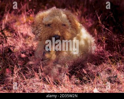 Photoshop image améliorée d'un chien Labradoodle en position de pelouse, Royaume-Uni Banque D'Images