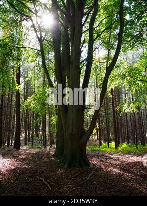 Exposition de la lumière du soleil à travers les arbres, Thetford Forest, Norfolk, Royaume-Uni Banque D'Images