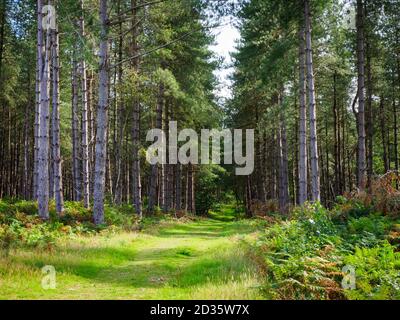 Chemin de bride à travers la forêt de pins, Thetford Forest, Norfolk, Royaume-Uni Banque D'Images