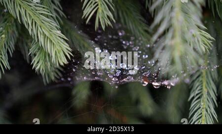 Photo de gros plan de gouttes de pluie sur une toile de toile au milieu des aiguilles de pin. Gouttes de pluie sur toile d'araignée. Arrière-plan. Photo de haute qualité Banque D'Images