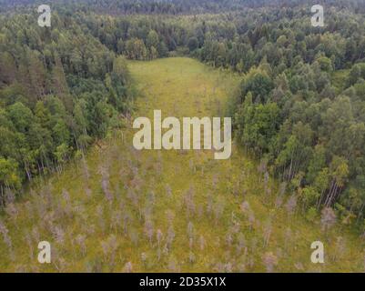 Grand marais dans la forêt réservée Banque D'Images