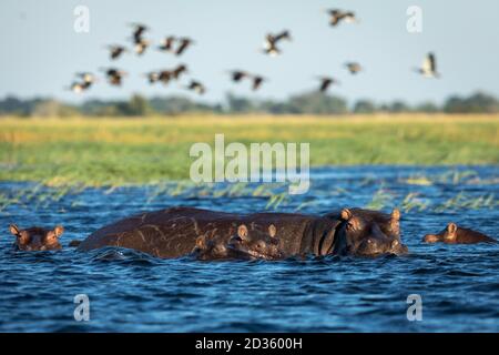 Famille Hippo debout dans les eaux bleues de Chobe River look Alerte au Botswana Banque D'Images
