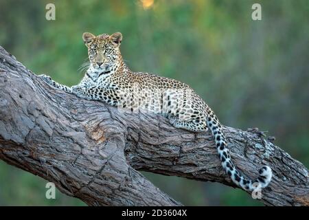 Portrait horizontal d'un léopard avec de beaux yeux verts couchés Dans un arbre dans la rivière Khwai au Botswana Banque D'Images