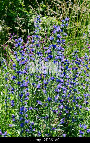 Echium vulgare, brillant ou blueweed de viper, montagne de Plana, Bulgarie Banque D'Images