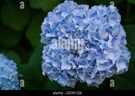 Hortensia, mise au point douce, bruit ajouté. Belles fleurs bleues. Hortensia macrophylla. Banque D'Images