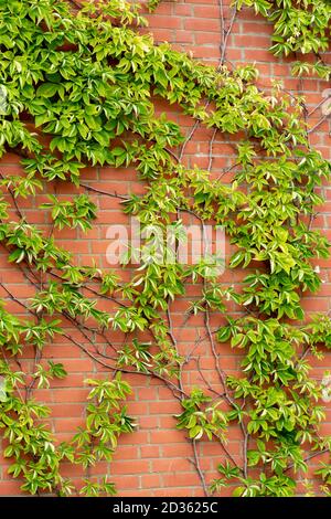 Laisse l'arbre pousser sur le mur de la brique rouge Banque D'Images