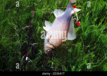 Pêcheur tenant une prise à la main. Poisson pêché. Carpe dans la main d'un homme. Banque D'Images