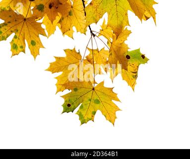 branche naturelle avec feuilles d'érable jaunes coupées sur blanc arrière-plan Banque D'Images