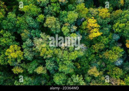 vue aérienne de haut en bas d'une forêt verte, vue de drone, fond vert naturel Banque D'Images