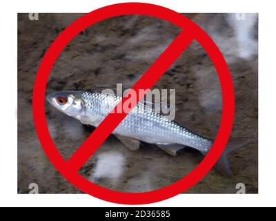 Panneau stop - cercle rouge croisé. Roach est tué dans les échalodes rivières et des lacs. Poissons morts dans la rivière à cause de la pollution de l'eau. Banque D'Images