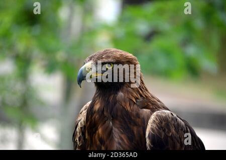 Gros plan d'un aigle doré, plan horizontal Banque D'Images