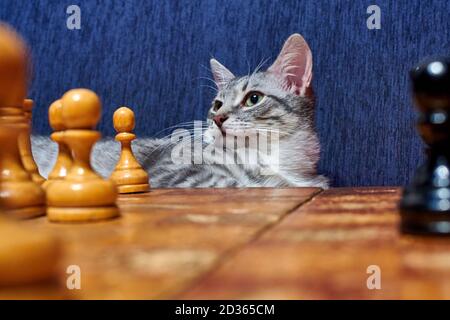 Un chat sage regarde la position des échecs. Chat à l'échiquier rétro. Pièces d'échecs vintage sur la carte près de l'animal. Banque D'Images