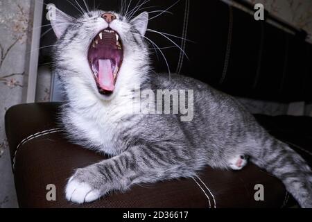 Les naons de chat se rapprochent sur le lit. Macro photo gorge, langue et dents. La bouche du chat est très ouverte. Anatomie de la féline de la mâchoire. Banque D'Images