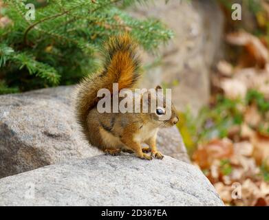 Un écureuil roux américain (Tamiasciurus hudsonicus) sur une roche dans le nord du Minnesota. Banque D'Images