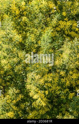 Fleurs jaunes et feuilles vertes d'argent liquide, bleu liquide, mimosa Banque D'Images