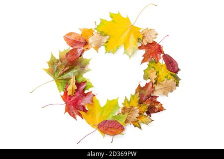 Une couronne de feuilles d'érable et de chêne d'automne aux couleurs vives. Couleurs d'automne, feuilles mortes. Rouge, jaune, vert, feuilles d'automne barbus. Automne ou Thanksgivi Banque D'Images