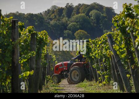 Hambledon, Hampshire, Royaume-Uni 7 octobre 2020 UN tracteur manœuvre à travers des vignes collectant des caisses de raisins pendant la récolte de raisins Chardonnay à Hambledon Vineyard and Winery, Hampshire, Royaume-Uni mercredi 7 octobre 2020. Hambledon possède 100,00 vignes établies situées sur 200 acres de craie en aval. Le Royaume-Uni compte 3,500 hectares de vignes plantées, produisant 10.5 millions de bouteilles dominées par le vin mousseux. Les célèbres maisons de champagne Pommery et Taittinger ont acheté des terres en Angleterre. Crédit: Luke MacGregor/Alamy Live News Banque D'Images