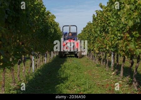 Hambledon, Hampshire, Royaume-Uni le 7 octobre 2020 récolte de raisins Chardonnay au vignoble et domaine de Hambledon, Hampshire, Royaume-Uni le mercredi 7 octobre 2020. Hambledon possède 100,00 vignes établies situées sur 200 acres de craie en aval. Le Royaume-Uni compte 3,500 hectares de vignes plantées, produisant 10.5 millions de bouteilles dominées par le vin mousseux. Les célèbres maisons de champagne Pommery et Taittinger ont acheté des terres en Angleterre. Crédit: Luke MacGregor/Alamy Live News Banque D'Images