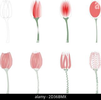 Ensemble vectoriel de fleurs de tulipe Illustration de Vecteur