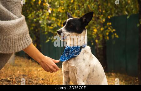 Ils veulent féliciter le chien pour le commandement exécuté, une belle race basenji sur fond d'automne Banque D'Images