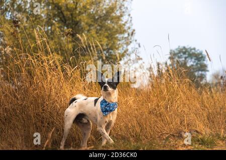 Le chien traverse le champ magnifique photo d'automne Banque D'Images