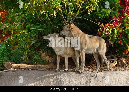 Famille de loups (Canis lupus lupus) en automne. Une femme montre ses dents. Moscou, Russie Banque D'Images
