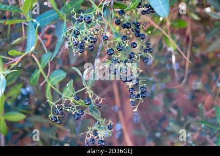 Rubia peregrina, le gardder sauvage commun, est une plante herbacée vivace appartenant à la famille des Rubiaceae. Une ligne qui oc Banque D'Images