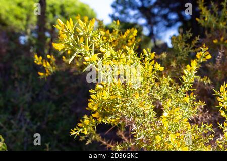 Ulex australis Clemente, communément appelé Bush épineux de gorge en fleur. Arbuste vivace, ramifié, très épineux et impénétrable. Banque D'Images