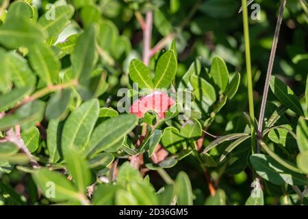 Pistacia lentiscus L, communément appelé lentille ou mastic est un arbuste dioïque à feuilles persistantes ou petit arbre du genre Pistacia, mesurant jusqu'à 4 m de haut Banque D'Images