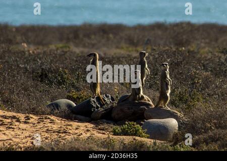 Une foule de Meerkats à queue élancée, Suricata suricata, qui arpentent leurs environs dans le parc national de Namaqua le long de la côte ouest de l'Afrique du Sud Banque D'Images