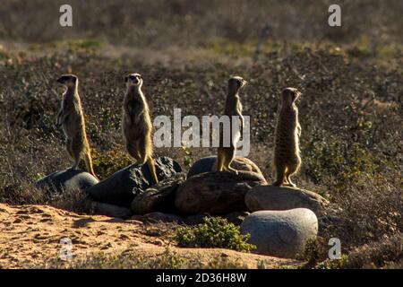 Une foule de Meerkats à queue élancée, Suricata suricata, qui arpentent leurs environs dans le parc national de Namaqua le long de la côte ouest de l'Afrique du Sud Banque D'Images