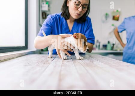 Vétérinaire avec un chien pour un examen dans la clinique Banque D'Images