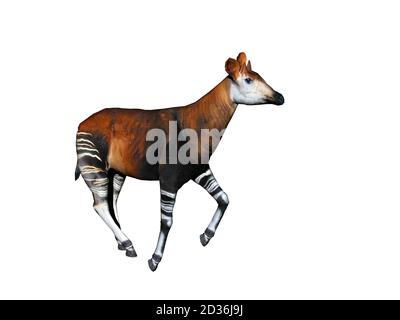 Okapi avec pattes rayées dans la steppe Banque D'Images