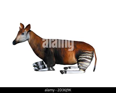 Okapi avec pattes rayées dans la steppe Banque D'Images