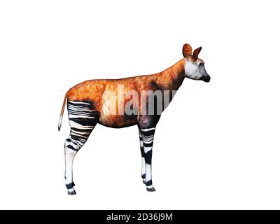 Okapi avec pattes rayées dans la steppe Banque D'Images