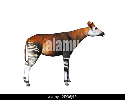 Okapi avec pattes rayées dans la steppe Banque D'Images