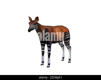 Okapi avec pattes rayées dans la steppe Banque D'Images