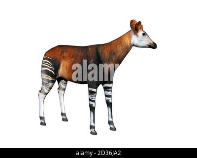 Okapi avec pattes rayées dans la steppe Banque D'Images