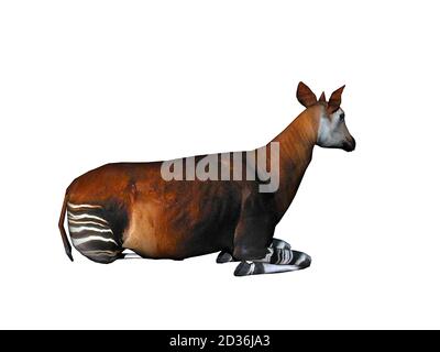 Okapi avec pattes rayées dans la steppe Banque D'Images