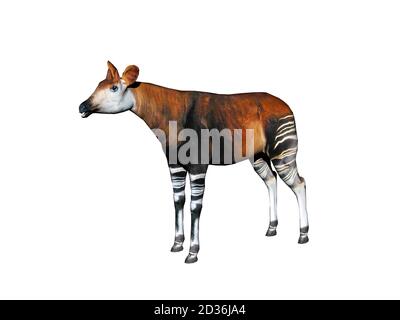 Okapi avec pattes rayées dans la steppe Banque D'Images