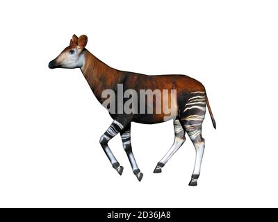 Okapi avec pattes rayées dans la steppe Banque D'Images