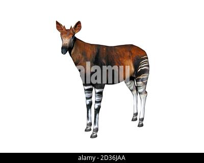 Okapi avec pattes rayées dans la steppe Banque D'Images