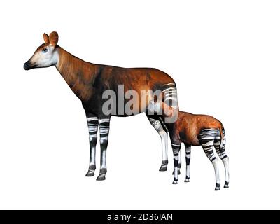 Okapi avec pattes rayées dans la steppe Banque D'Images