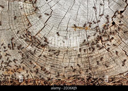 Fourmis en bois rouge (Formica rufa) sur la coupe transversale du tronc d'arbre; Danemark Banque D'Images