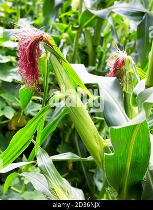 Épis de maïs dans un champ de maïs biologique. Les plants de maïs. Gros plan sur les épis de maïs verts en croissance. Banque D'Images