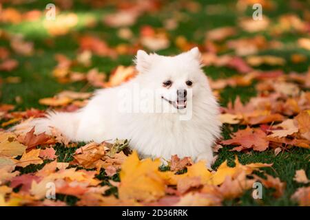 Spitz blanc mignon chien amical dans les feuilles d'automne dans le parc Banque D'Images