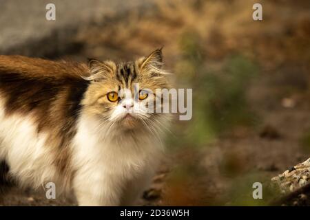 chat russe kuril en train de marcher en plein air dans la forêt Banque D'Images