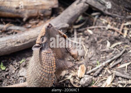 Six armadillo bagués Euphractus sexcinctus, également connu sous le nom de l'armadillo jaune attrape une mouche. Flou de mouvement Banque D'Images