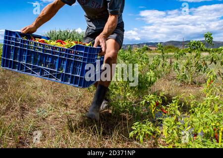 En cueillant des piments, une variété épicée de poivron. Banque D'Images