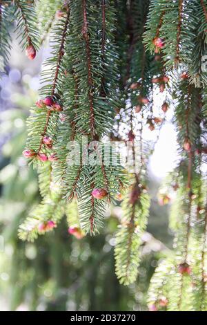 Branches vertes d'épinette dans le parc de printemps Banque D'Images